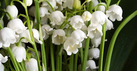 prada lily of the valley|Lily.